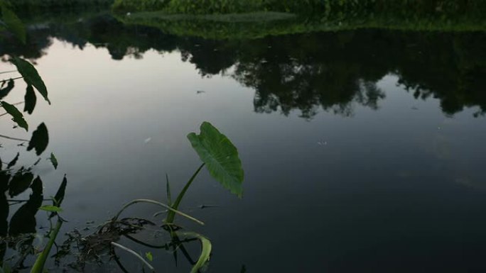 湖中沼泽植物和睡莲