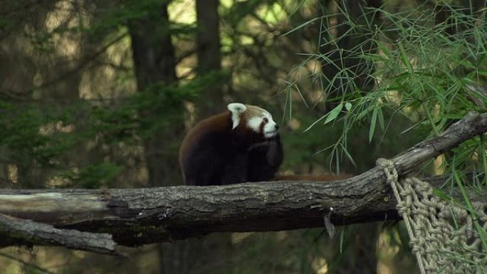 小熊猫