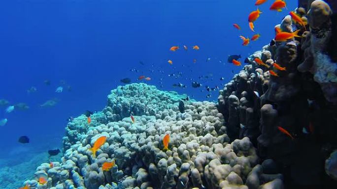 珊瑚礁上的海洋金鱼群-红海