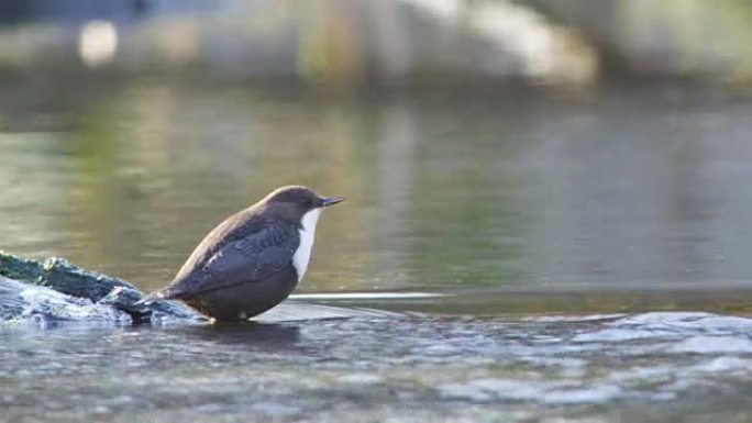 欧洲铲斗野生动物保护生物生态飞翔飞鸟