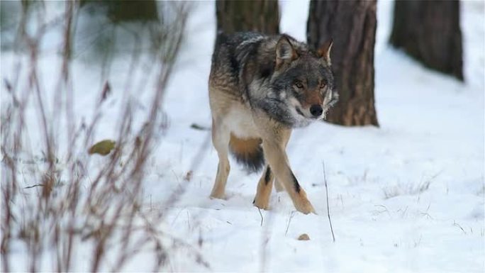 狼觅食寻觅猎物冬天野外