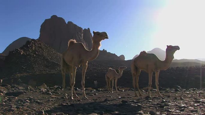 沙漠中的骆驼三只单峰驼戈壁碎石恶劣