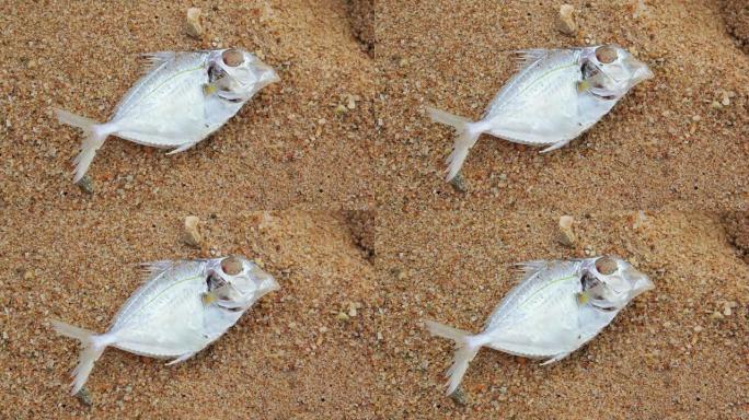 海滩上的死鱼海滩上的死鱼