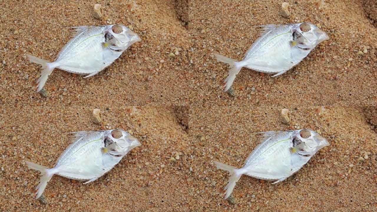 海滩上的死鱼海滩上的死鱼