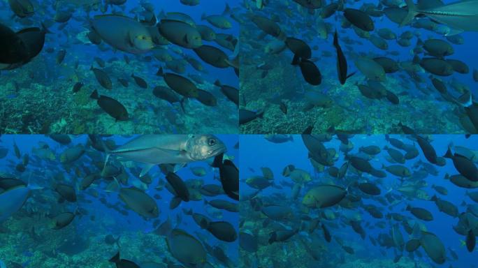 Surgeonfish向海底摄像头上学
