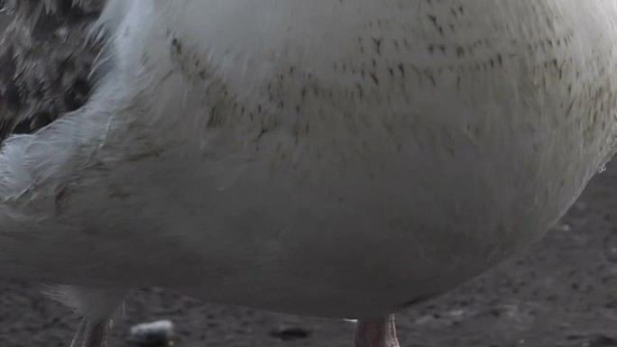 胖海鸥动物海鸟