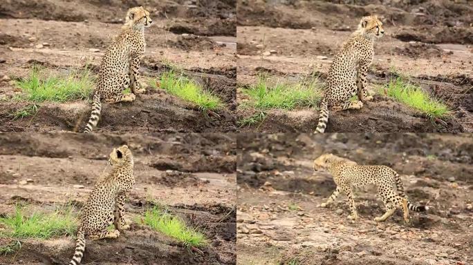 猎豹幼崽观看警惕非洲动物休闲的猎豹