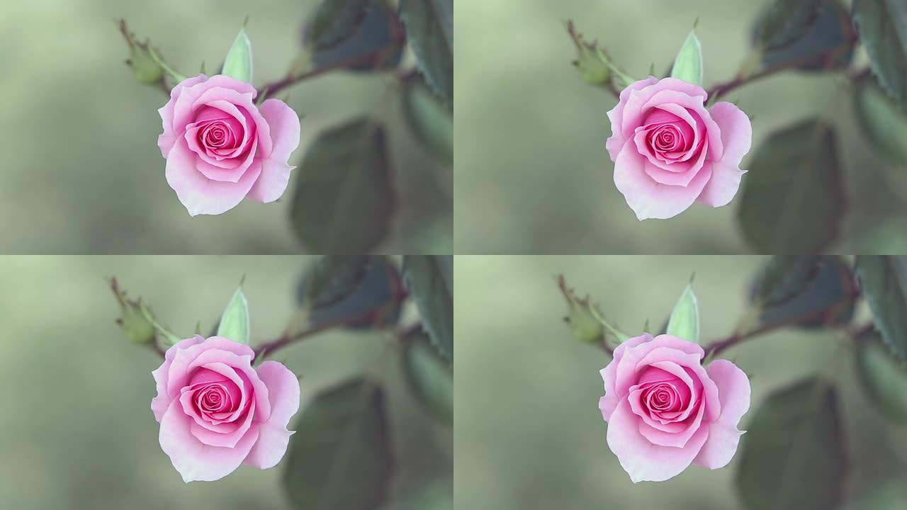 粉红色的玫瑰花粉红色的玫瑰花