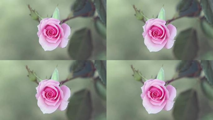 粉红色的玫瑰花粉红色的玫瑰花