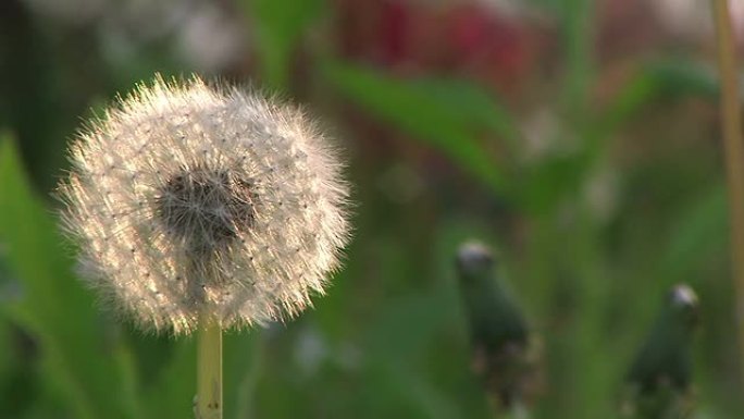 高清：背光蒲公英（视频）