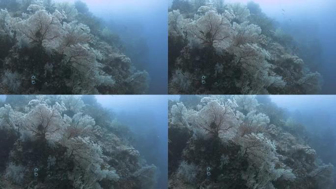 粉红珊瑚森林海底,印尼拉贾安帕特