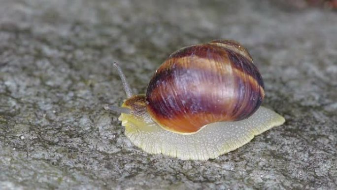 蜗牛在石头上爬行微距实拍展示爬动小虫子