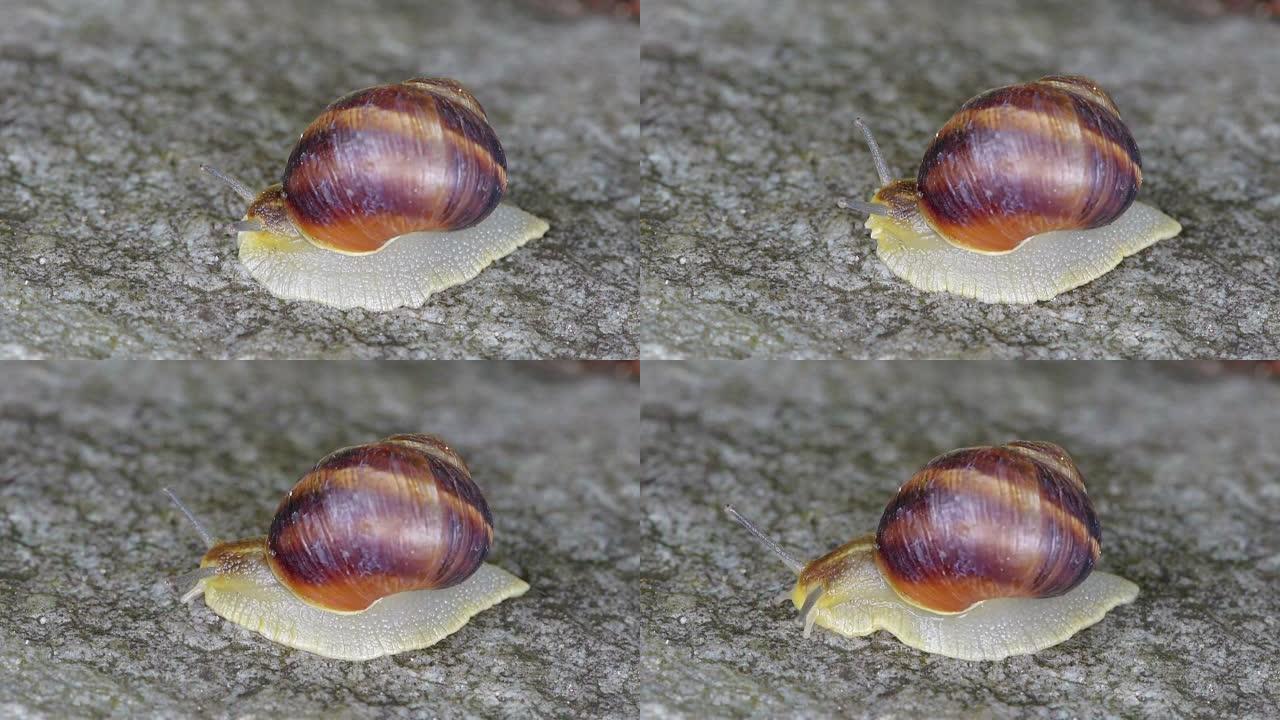 蜗牛在石头上爬行微距实拍展示爬动小虫子