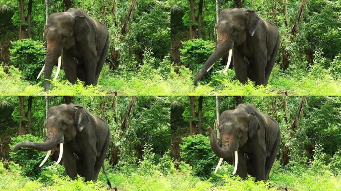 荒野地区的大象