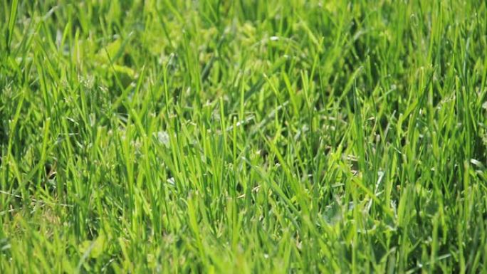 吹草特写