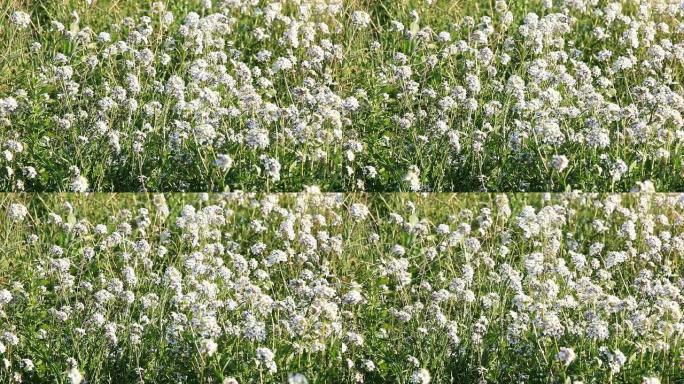 草原上的白色野花。