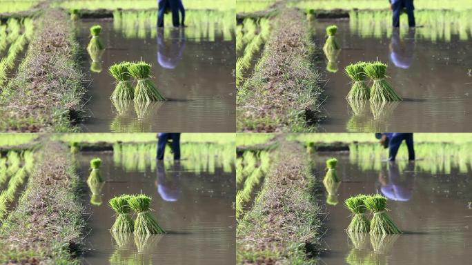 稻田里的幼苗。