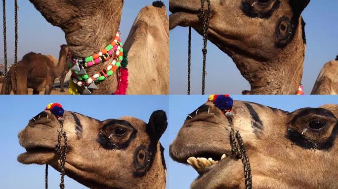 骆驼特写实拍视频