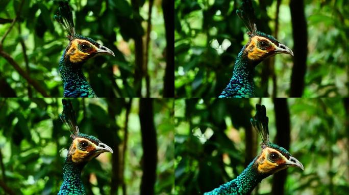 孔雀头野生动物保护生物生态飞翔飞鸟