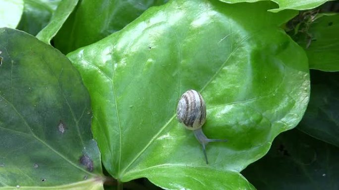 蜗牛爬在叶子上