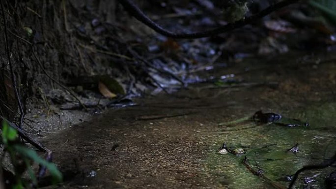 森林中的水滴在溪流中沐浴的鸟