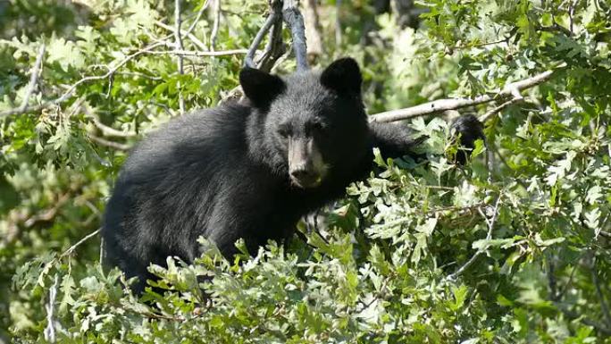 黑熊幼崽上树上的顶顶耳蜗利特尔顿科罗拉多