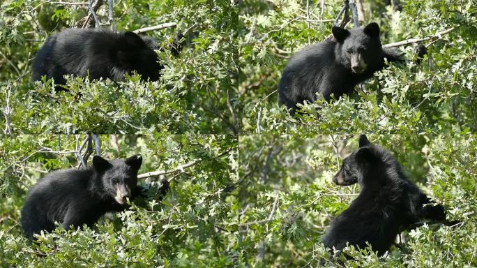 黑熊幼崽上树上的顶顶耳蜗利特尔顿科罗拉多