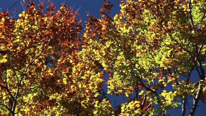 高清: 秋天的树木