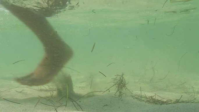 在浅水中行走水中水藻河沙