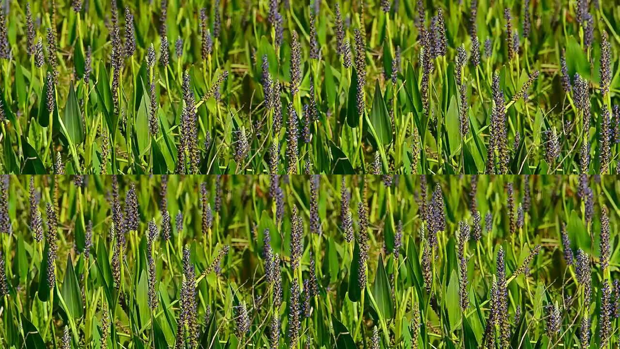 腌菜杂草的几个花穗的近距离观察