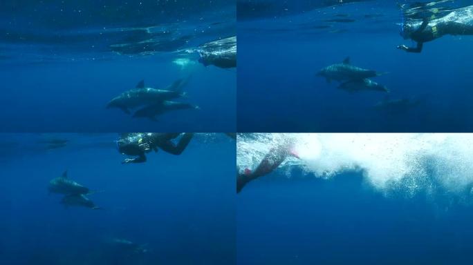 浮潜潜水员与野生海豚一起游泳