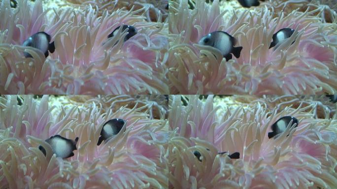 珊瑚鱼海葵nemo小丑