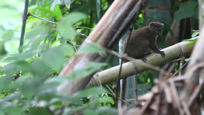 高清视频野生灰竹狐猴栖息在马达加斯加树枝上