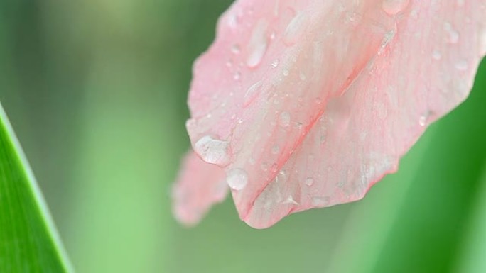 粉红色的花瓣和水滴