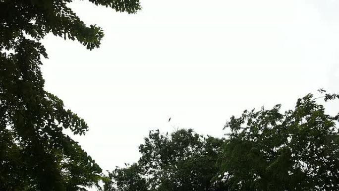 飞翔的乌鸦鸟群惊吓飞散