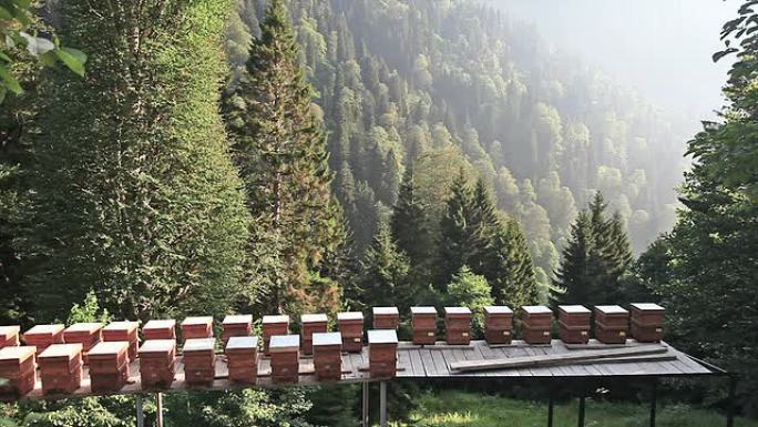 高清：活动蜂巢