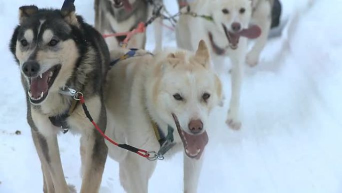 哈士奇犬靠近一群哈士奇拍摄特写实拍