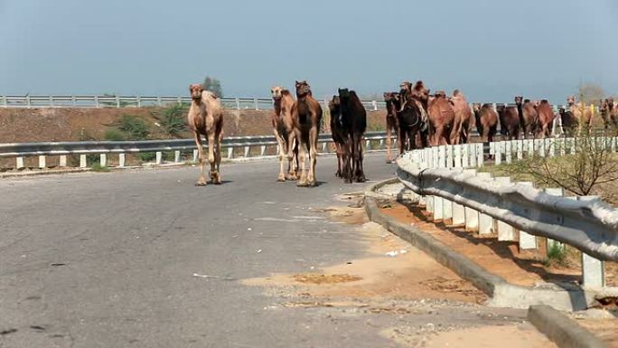 骆驼在路上行走骆驼在路上行走