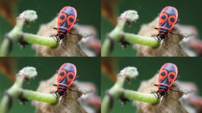 ﻿红甲虫生态自然七星瓢虫
