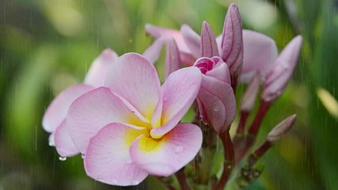 粉色花朵素馨花