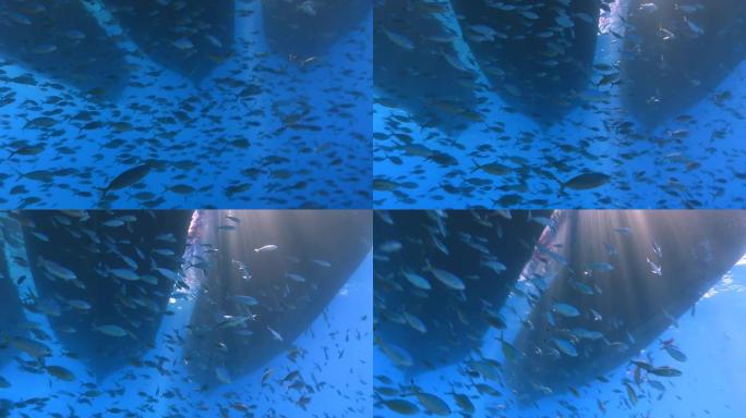 碎片1热带鱼群海洋大海野生动物
