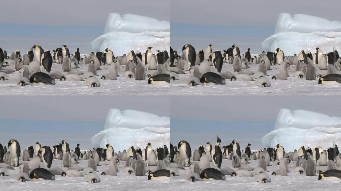 企鹅的日常活动南极企鹅特写一群企鹅可爱的