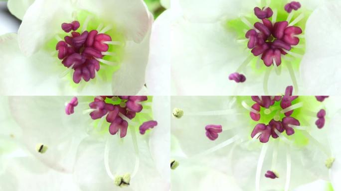 Viburnum tinus在延时视频中绽放