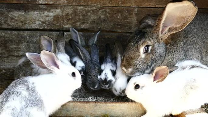 农场里的兔子一窝兔子进食