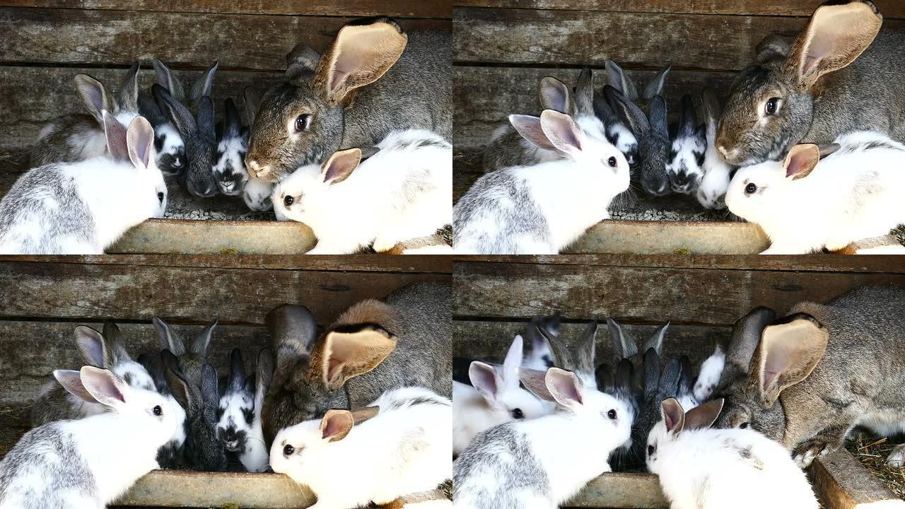 农场里的兔子一窝兔子进食