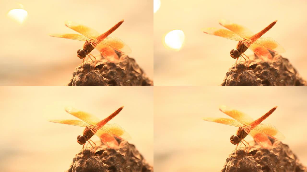 橙色蜻蜓科学动物眼睛微距摄影