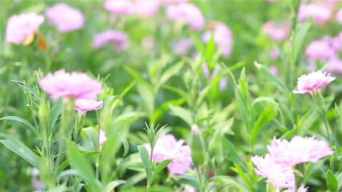 高清平移: 花园房屋中的粉红色花朵