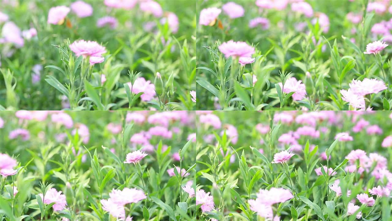 高清平移: 花园房屋中的粉红色花朵