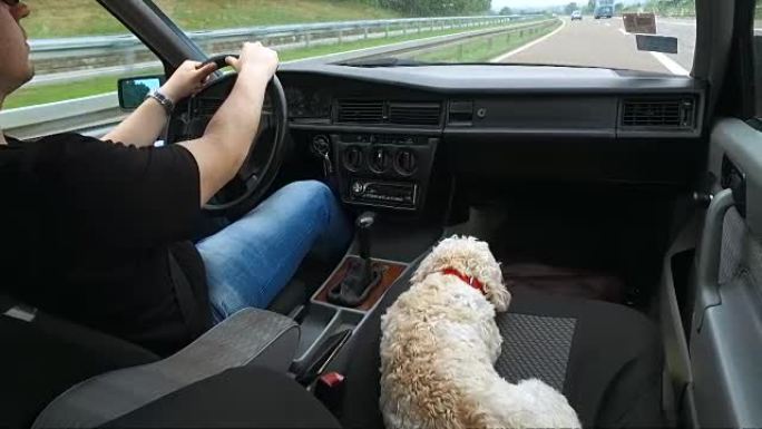 贵宾犬和她的主人在乘客座位上的道路上