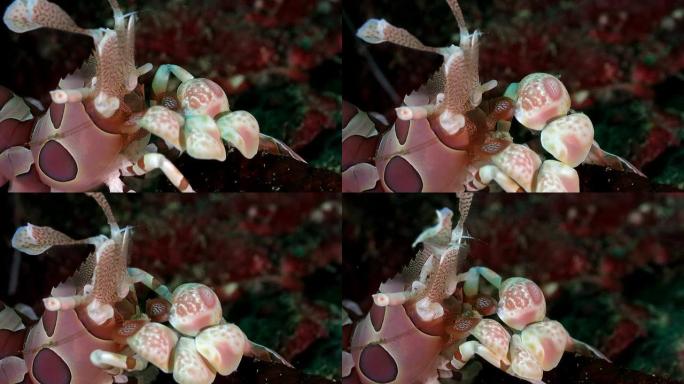 台湾丑角虾的特写镜头
